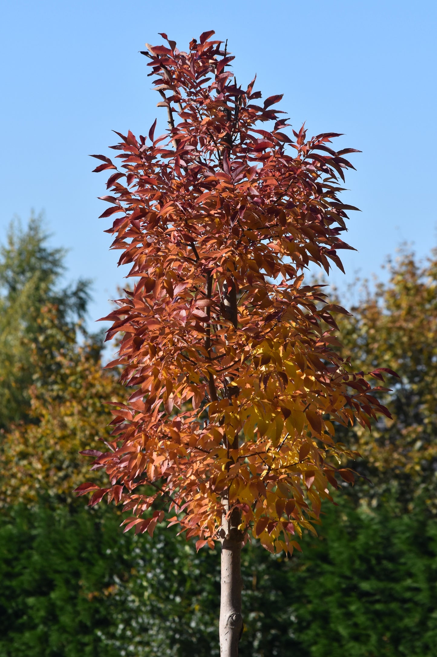 Drummond Red Drummonds Maple (Acer rubrum var. drummondii)