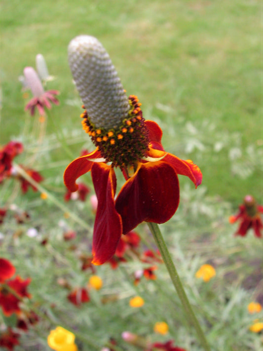 Upright Prairie Coneflower (Ratibida columnifera)