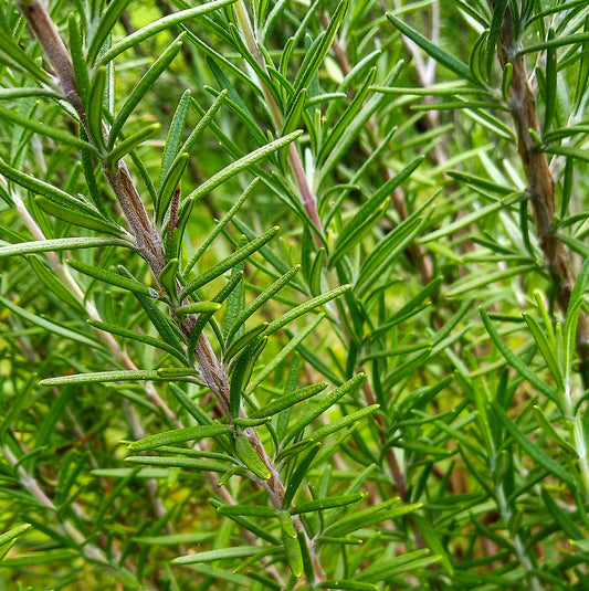 Rosemary (Rosmarinus officinalis)