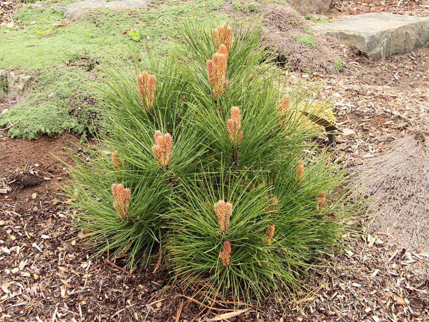 North Plateau Ponderosa Pine Western Yellow Pine (Pinus ponderosa ssp. Ponderosa)