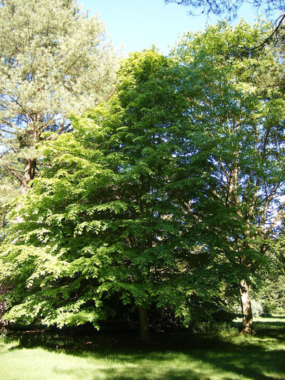 Caucasian Linden (Tilia dasystyla subsp. Caucasica)