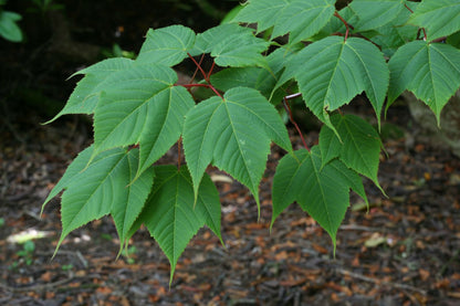 Maximowiczs Snakebark Maple (Acer pectinatum ssp. Maximowiczii)