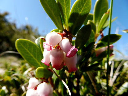 Bearberry Kinnikinick (Arctostaphylos uva-ursi)