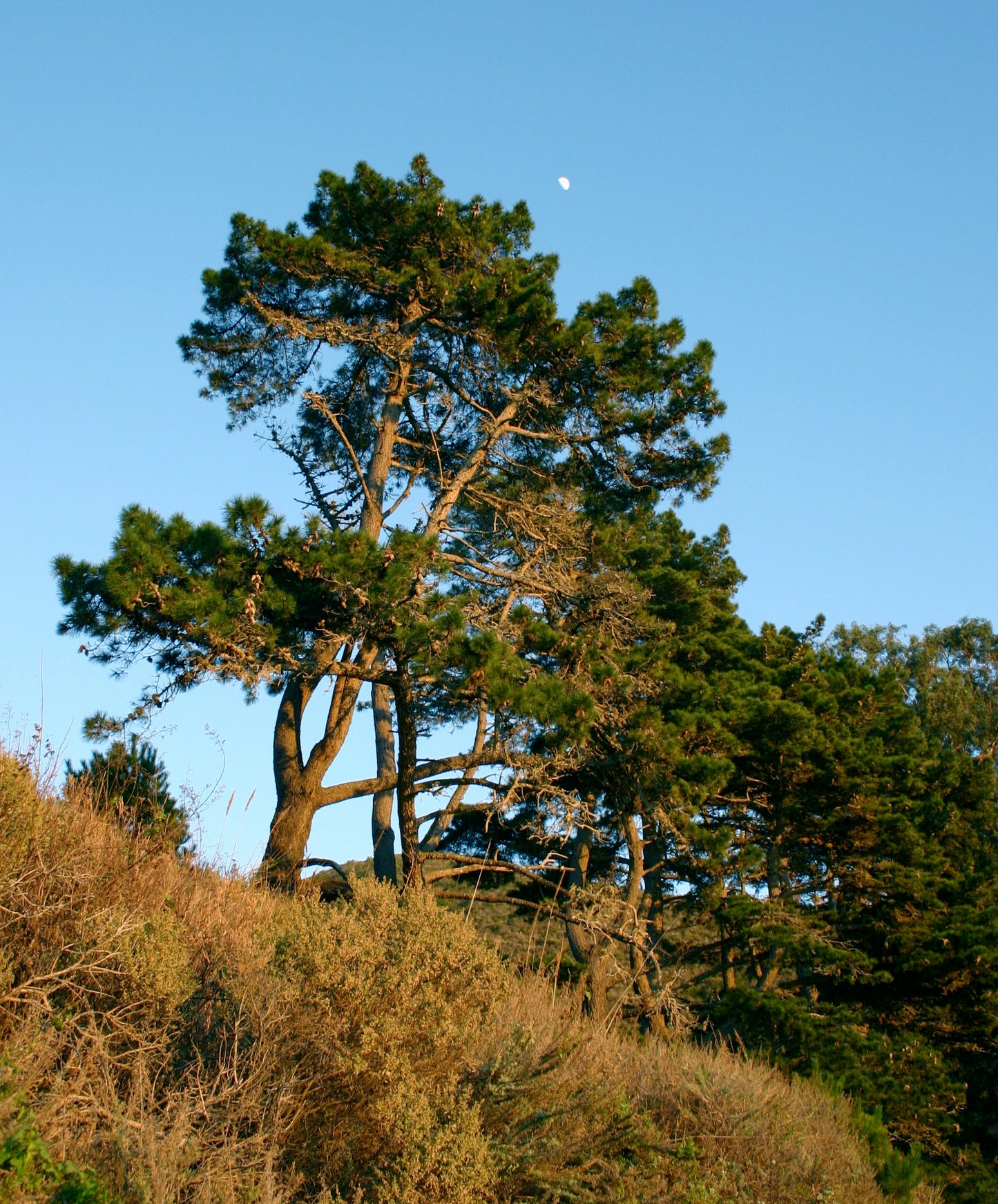 Insignis Monterey Radiata Pine (Pinus radiata)