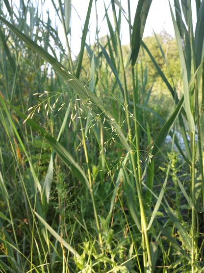 Fowl Bluegrass Meadow-grass (Poa palustris)