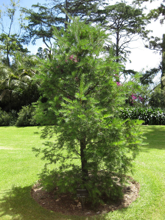 Evelyn Keteleeria Yunnan Youshan (Keteleeria evelyniana)