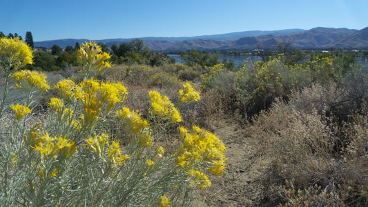 Gray Rabbitbrush Rubber Showy Rabbitbrush (Ericameria nauseosa var. speciosa)