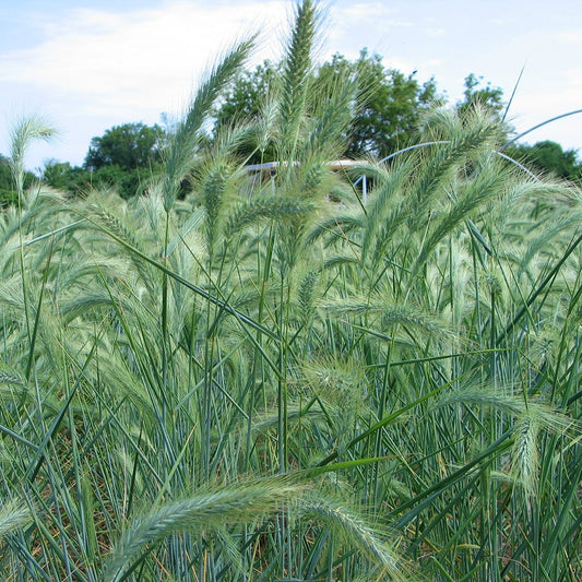 Canada Wild Rye (Elymus canadensis)