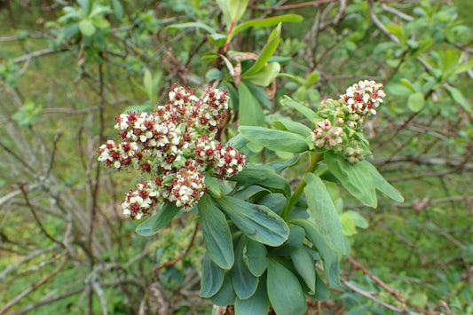 Siberian Spirea (Sibiraea laevigata)