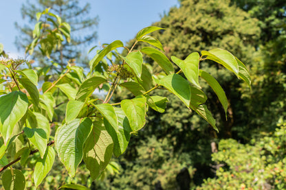 Silky Dogwood (Cornus amomum)