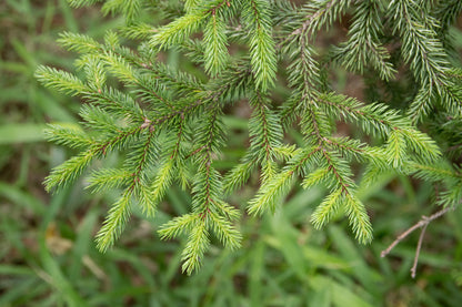 Sachalin Spruce Sakhalin Spruce (Picea glehnii)