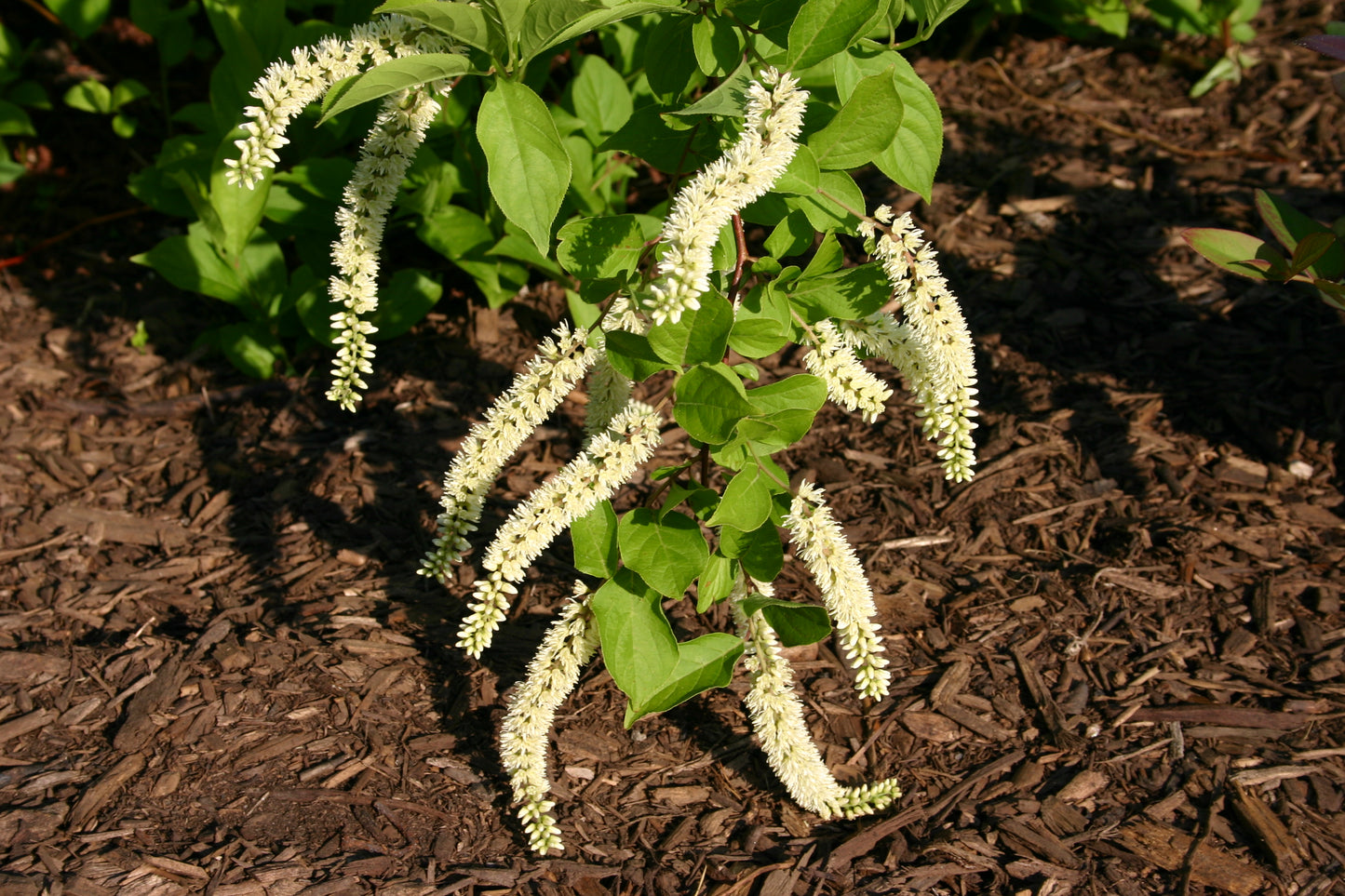 Tassle-white Sweetspire (Itea virginica)