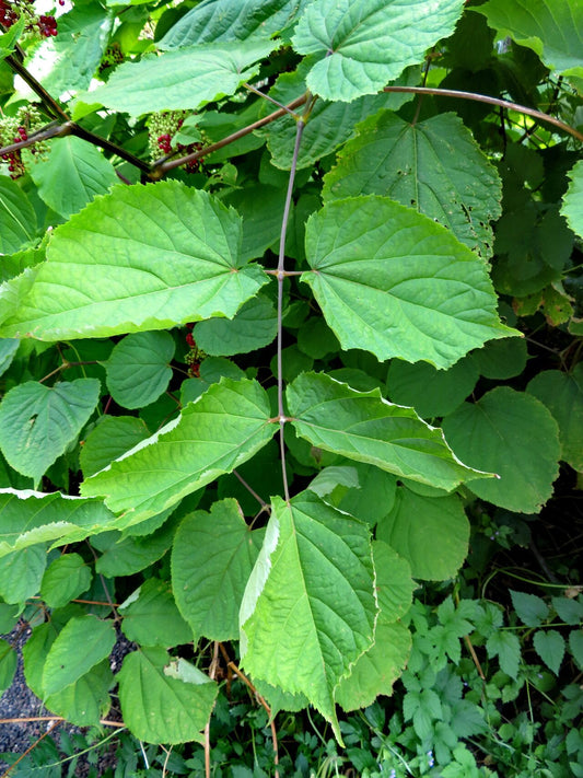 American Ginseng Huaquishen (Panax quinquefolius)