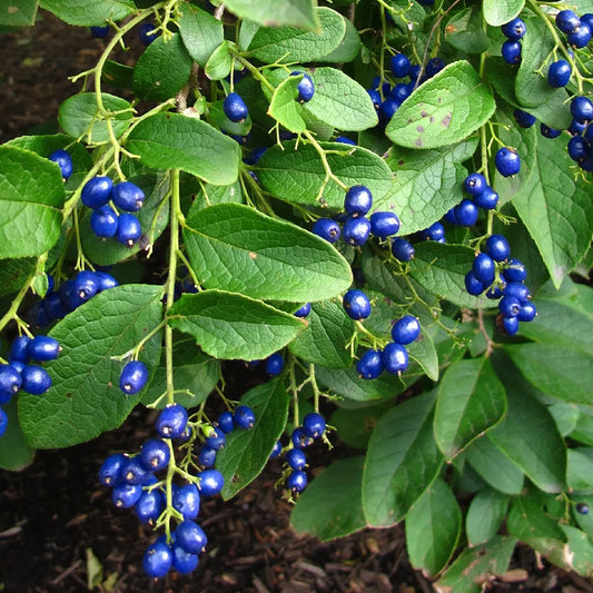 Sapphire Berry (Symplocos paniculata)