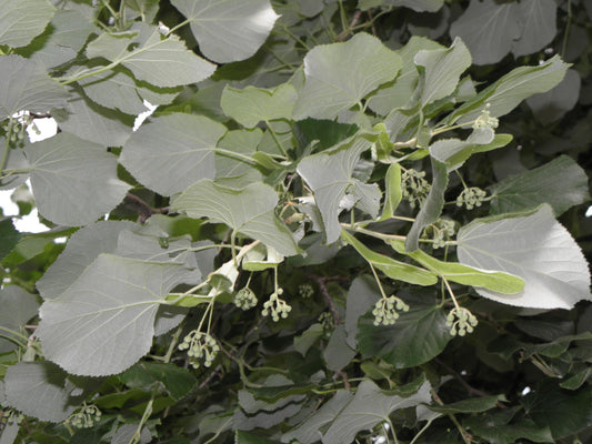 Silver Lime Linden (Tilia tomentosa)