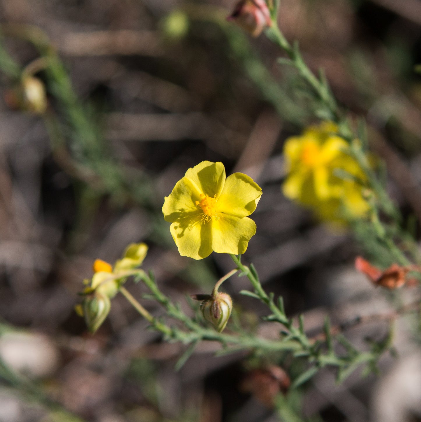 Creeping Creosote Bush Fumane Rock-rose Sprawling Needle Sunrose (Fumana procumbens)