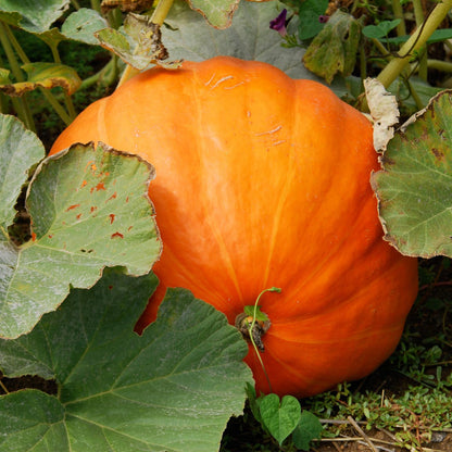 Big Max Pumpkin (Cucurbita pepo 'Big Max')