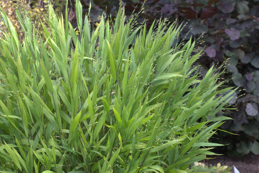 Indian Woodoats Northern Sea Oats Wildoats Oats (Chasmanthium latifolium)