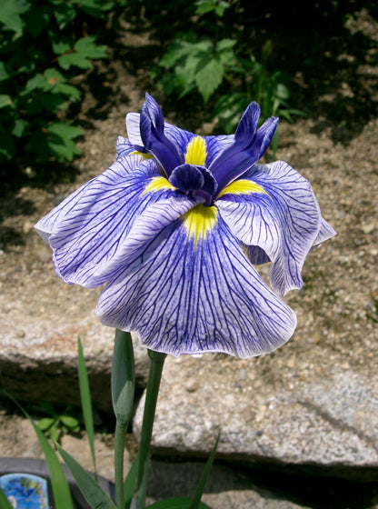 Ensata Iris Iris (Iris ensata)