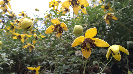 Golden Clematis (Clematis tangutica winged)
