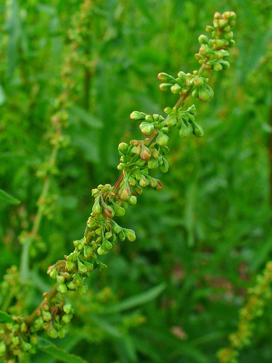 Curly Dock (Rumex crispus)