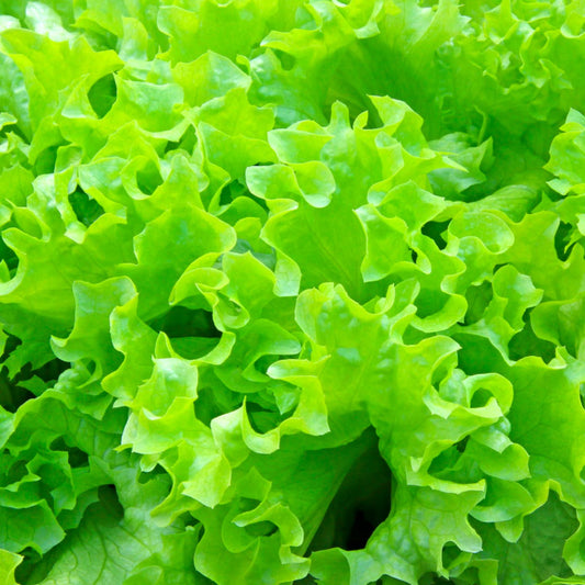 Salad Bowl Lettuce (Lactuca sativa 'Salad Bowl')