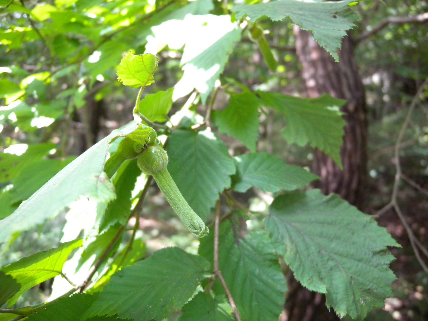 Manchurian Hazelnut (Corylus sieboldiana var. mandshurica)