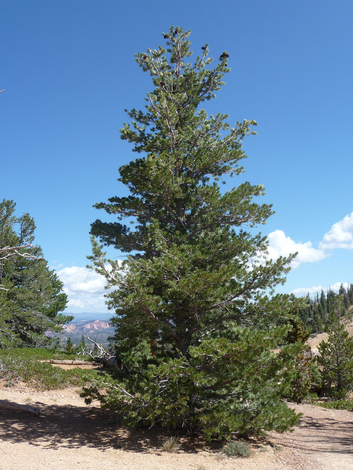 Limber Rocky Mountain Pine (Pinus flexilis)