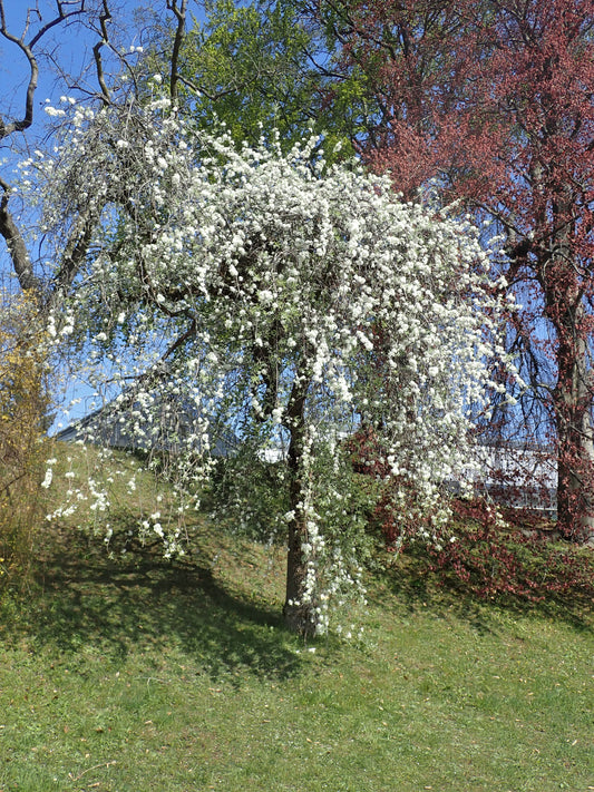Willowleaf Pear (Pyrus salicifolia)