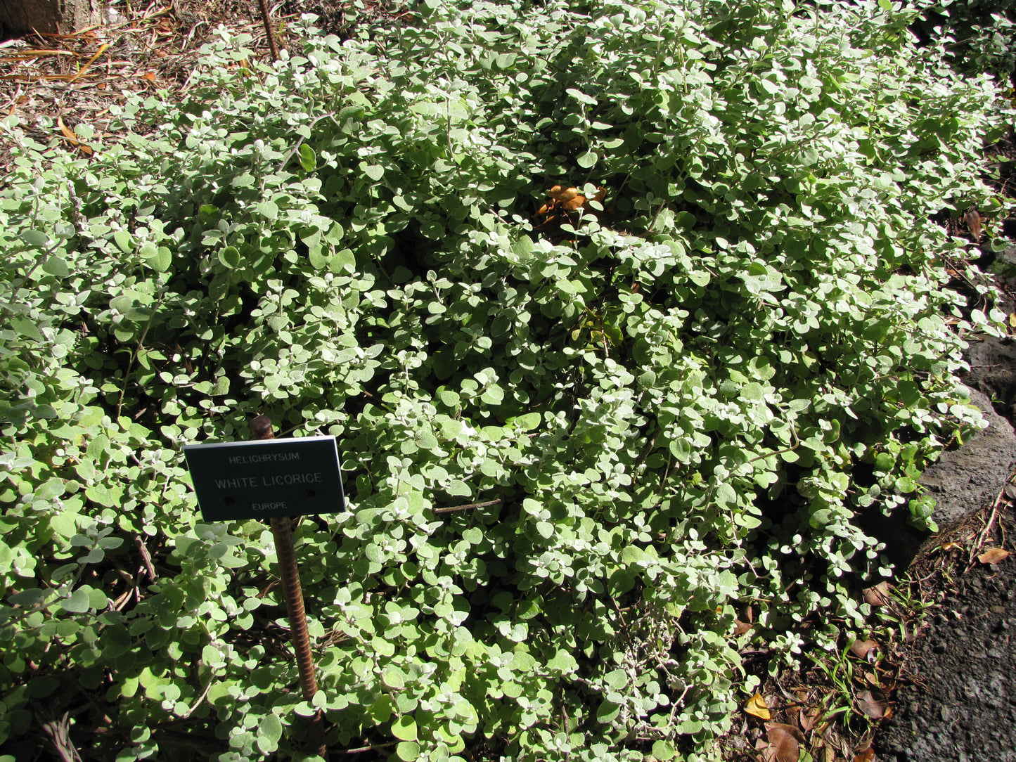 Licorice Plant Silver-bush Everlasting Flower Trailing Dusty Miller (Helichrysum petiolatum)