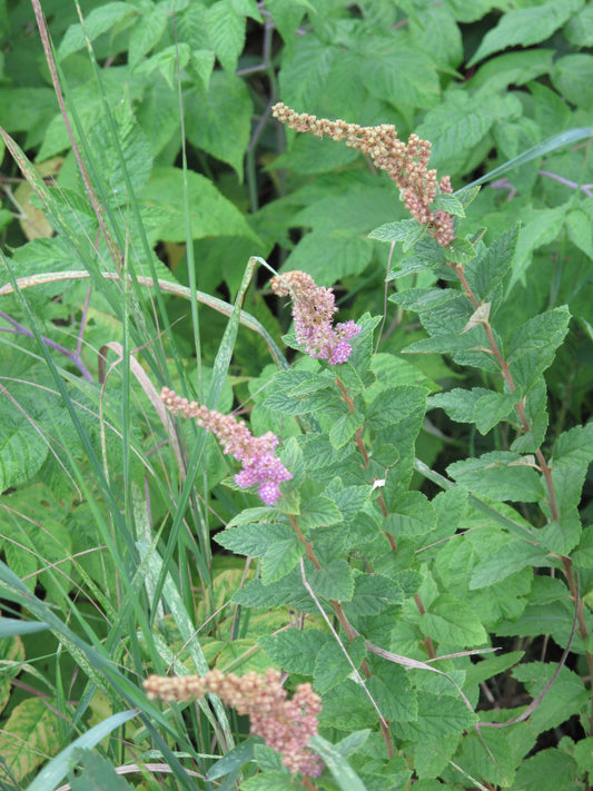 Fernald Hardhack Spirea Steeple Steeplebush (Spiraea tomentosa)