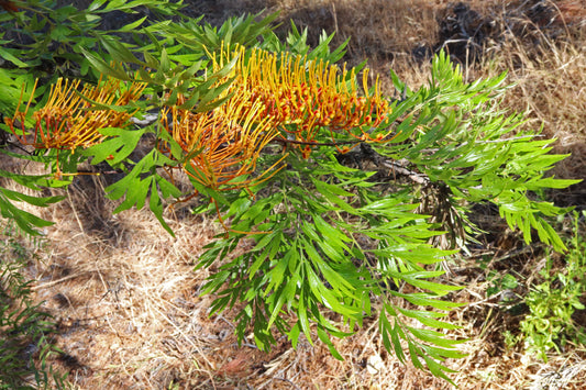 Silkoak, Silky Oak (Grevillea robusta)