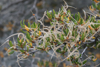 Curl-leaf Mountain Mahogany Mahogany (Cercocarpus ledifolius)
