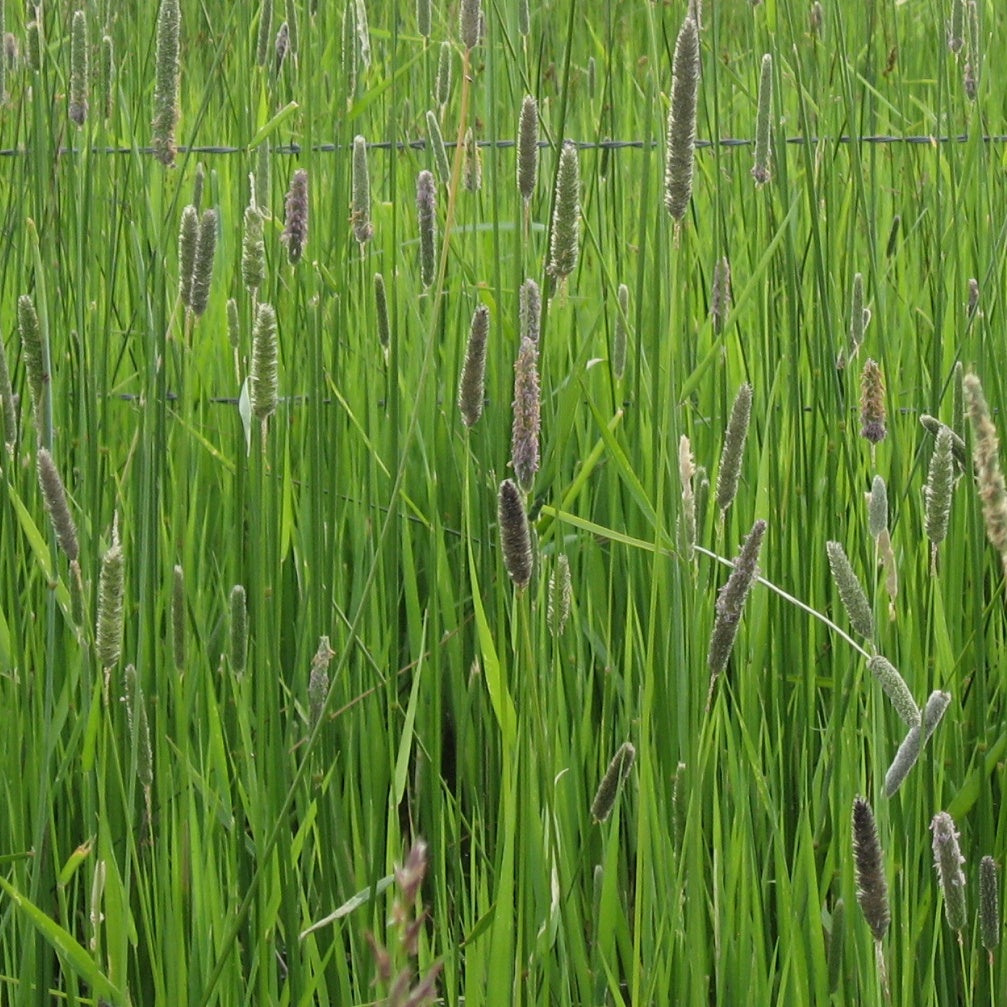 Creeping Meadow Foxtail (Alopecurus arundinaceus)