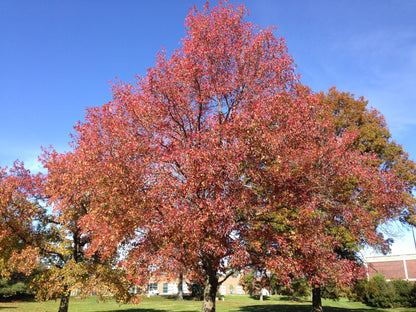 Redgum Sapgum Sweetgum (Liquidambar styraciflua Northern)