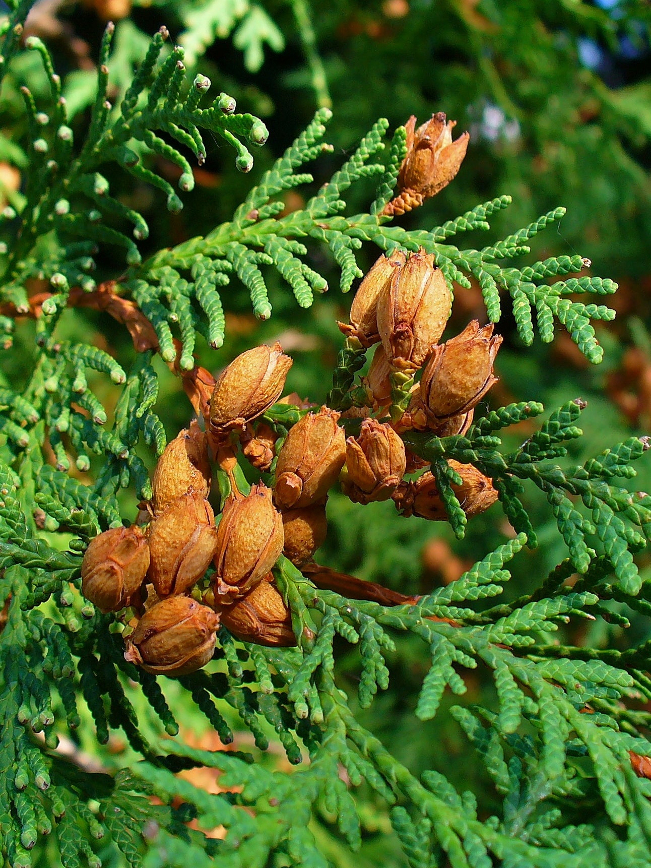 American Arborvitae, White Cedar (Thuja occidentalis)