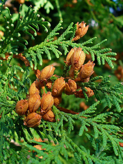 American Arborvitae, White Cedar (Thuja occidentalis)