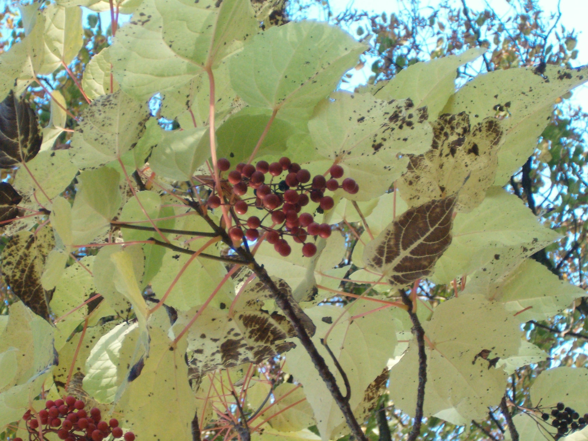 Ligiri Wonder Tree (Idesia polycarpa) – Sejahtera Seeds and Bulbs