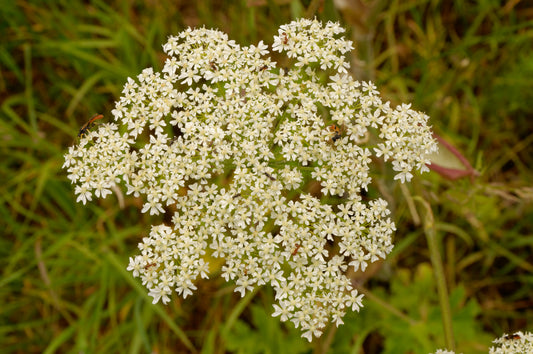 Cow Parsnip Eltrot (Heracleum sphondylium)