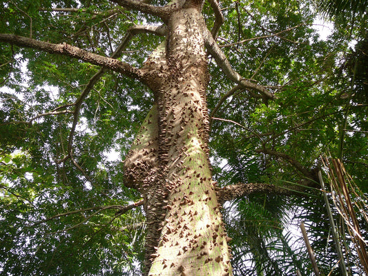Java Cotton Java Kapok Kapoktree (Ceiba pentandra)