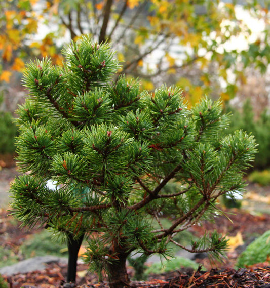 Scotch Pine Scots (Pinus sylvestris England, Shropshire)