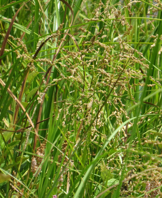 Canada Manna Canadian Mannagrass Quaking Grass Rattlesnake Mannagrass (Glyceria canadensis)