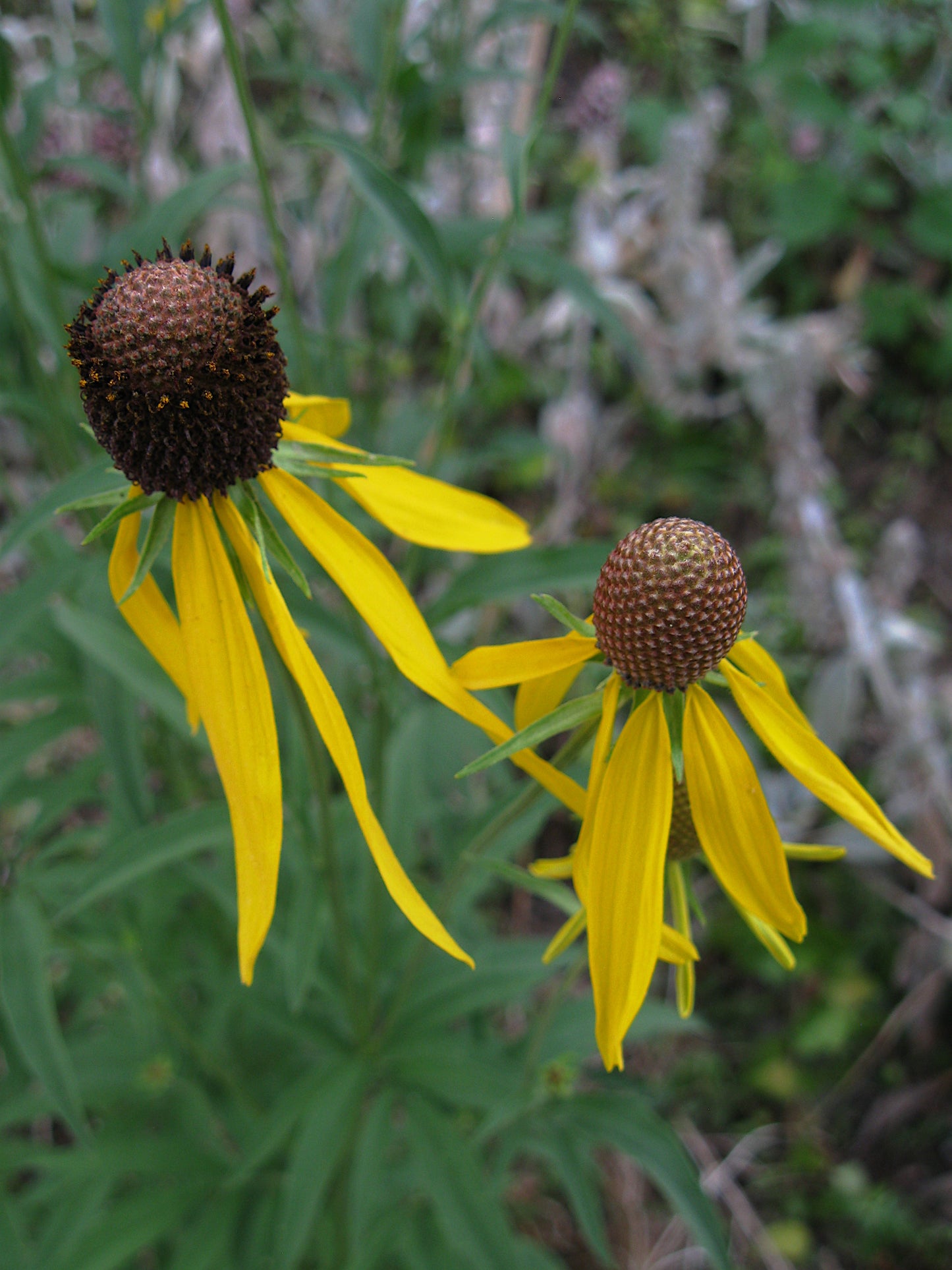 Gray-head Coneflower Gray-head Mexican-hat Prairie Coneflower (Ratibida pinnata)