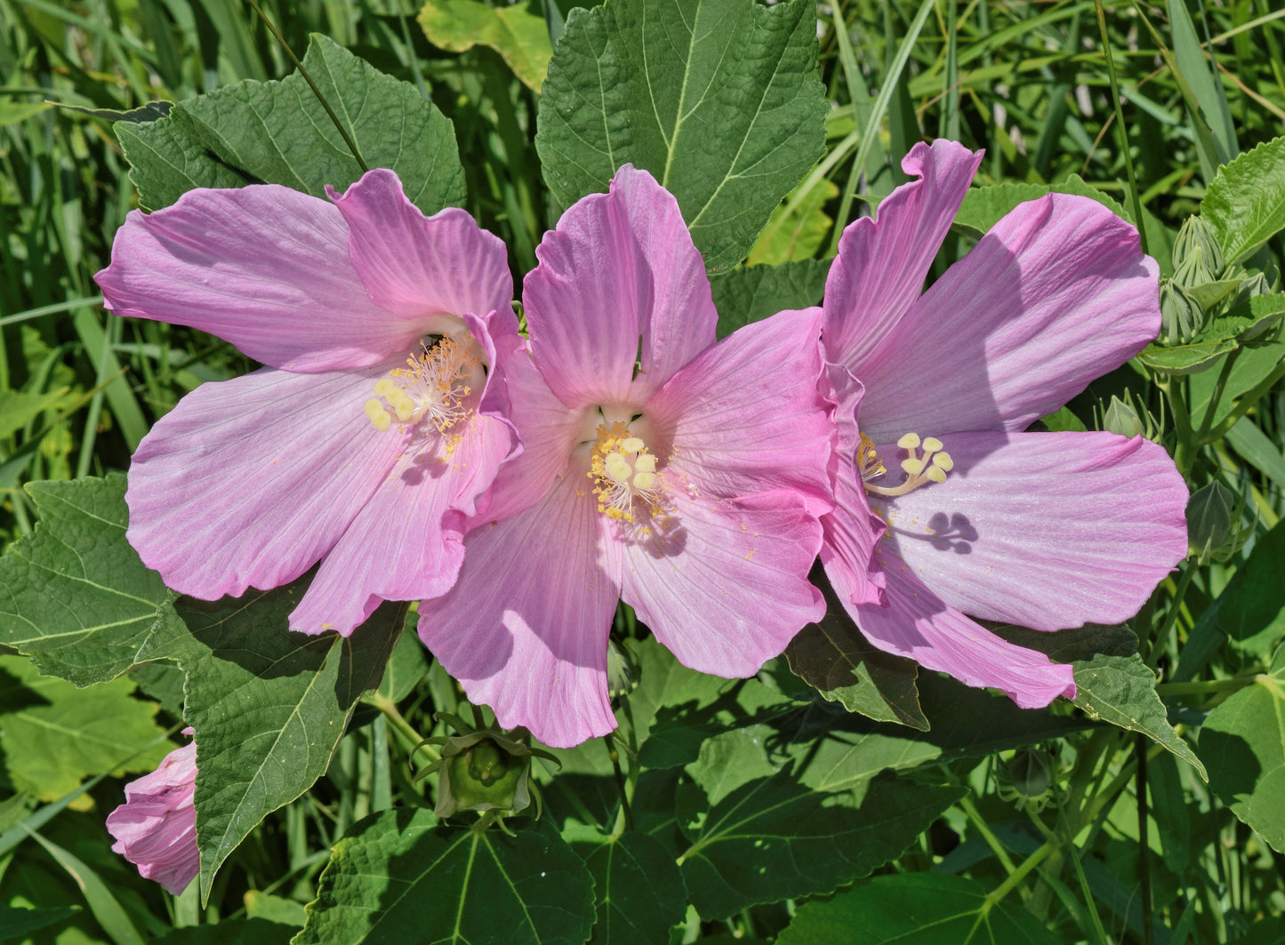 Common Rose Mallow Crimsoneyed Rosemallow Marsh Mallow (Hibiscus moscheutos)