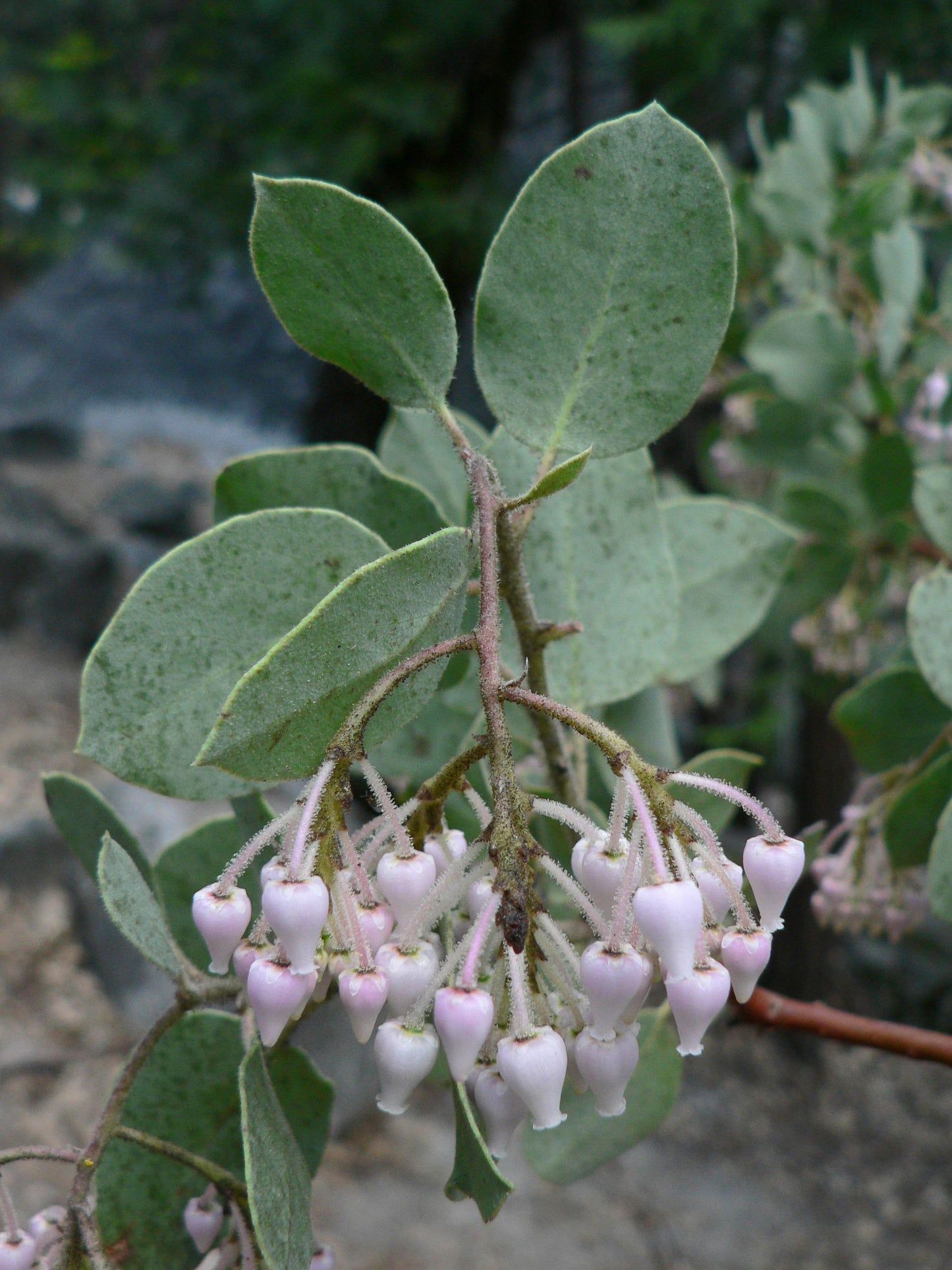 Sticky Sticky Whiteleaf White-leaf Manzanita (Arctostaphylos viscida)