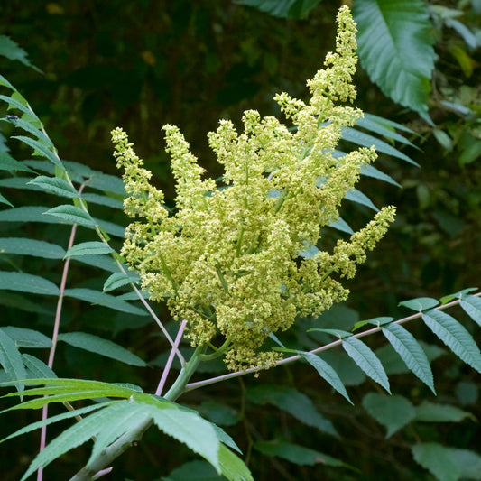 Smooth Sumac (Rhus glabra)