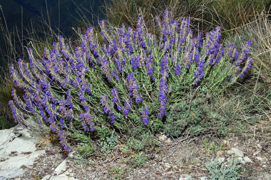 Herb Hyssop Hyssop (Hyssopus officinalis)