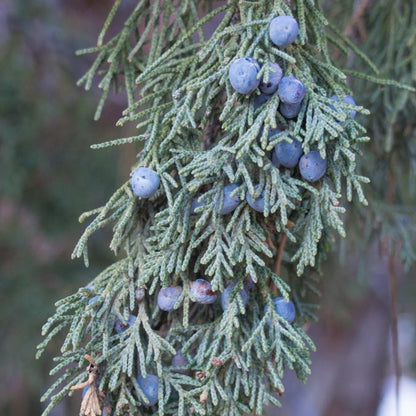 Rocky Mountain Juniper Rocky Mt Juniper (Juniperus scopulorum)