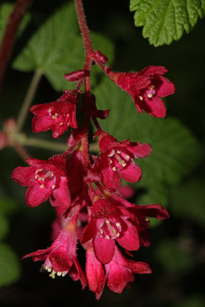 Red-flowering Currant Redflower Currant (Ribes sanguineum)