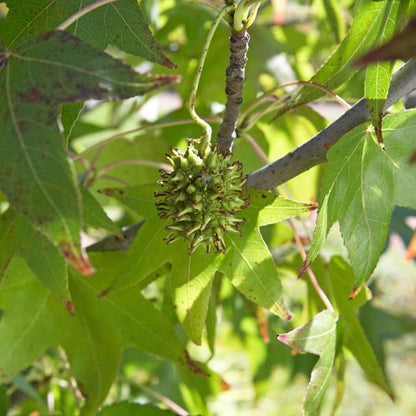 Spike Leafed Maple (Acer tetramerum)